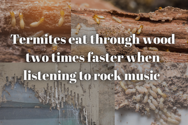 termites eat through wood two times faster when listening to rock music